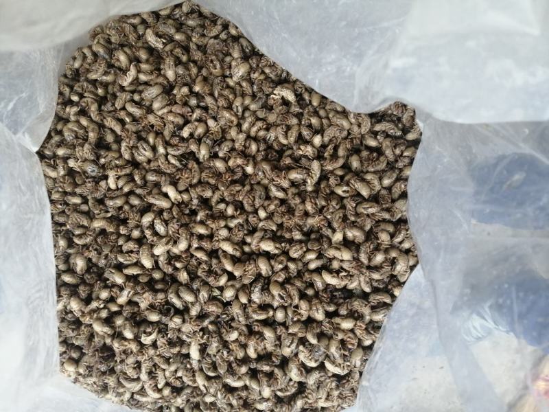 蝉蜕蝉蜕大量上市看上的联系