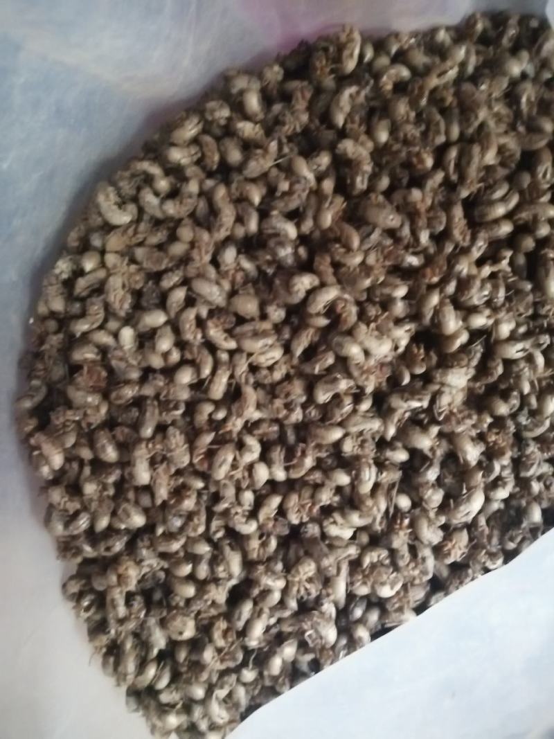 蝉蜕蝉蜕大量上市看上的联系