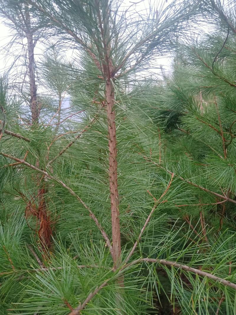 华山松，三年苗上山定植7年1.5米一3米左右
