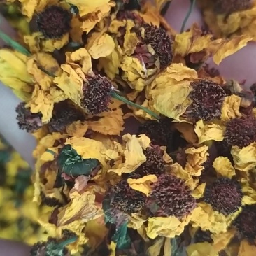高品质昆仑雪菊精选优质量大从优