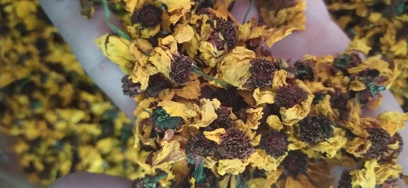 高品质昆仑雪菊精选优质量大从优