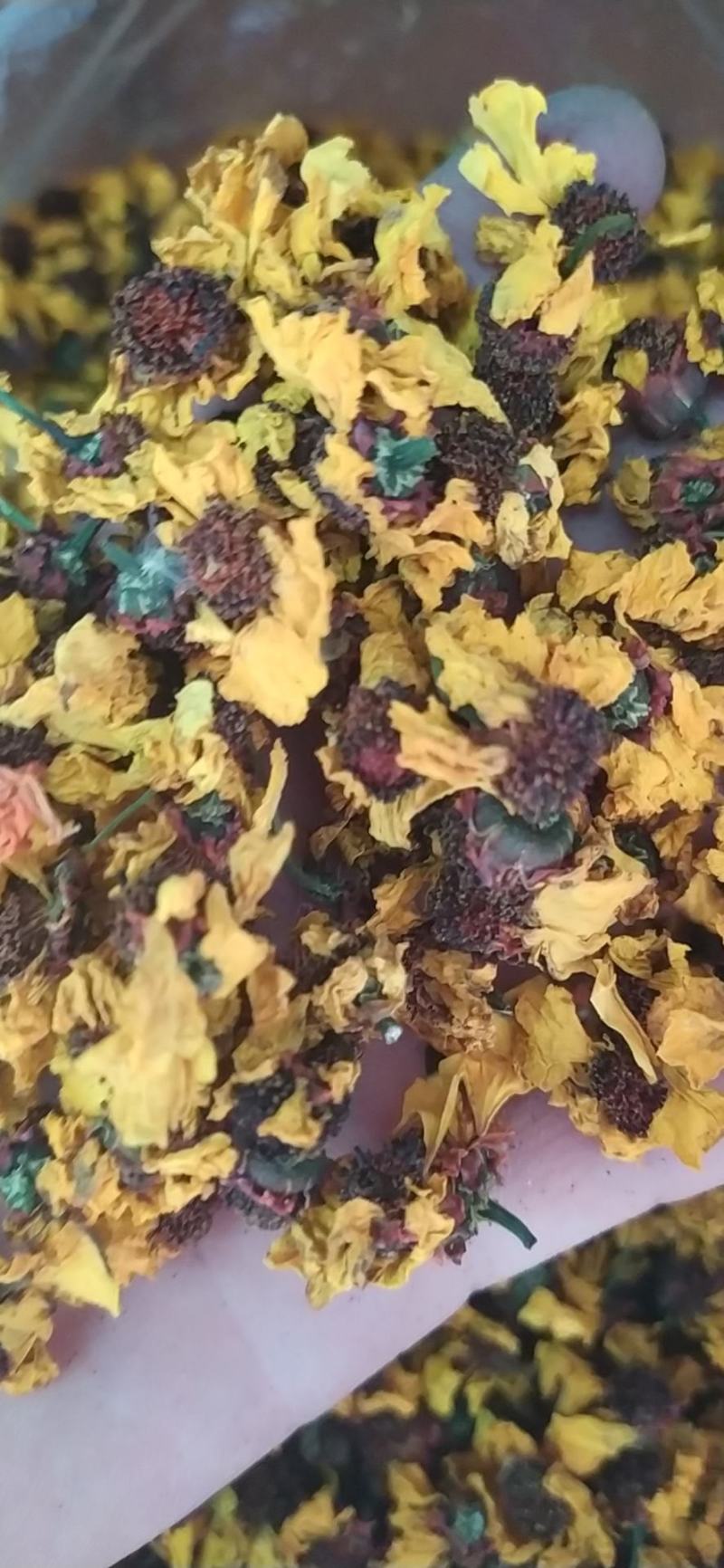 高品质昆仑雪菊精选优质量大从优