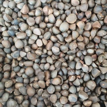 山茶籽大量有货