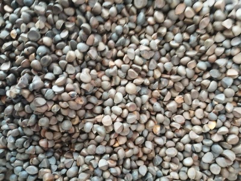 山茶籽大量有货