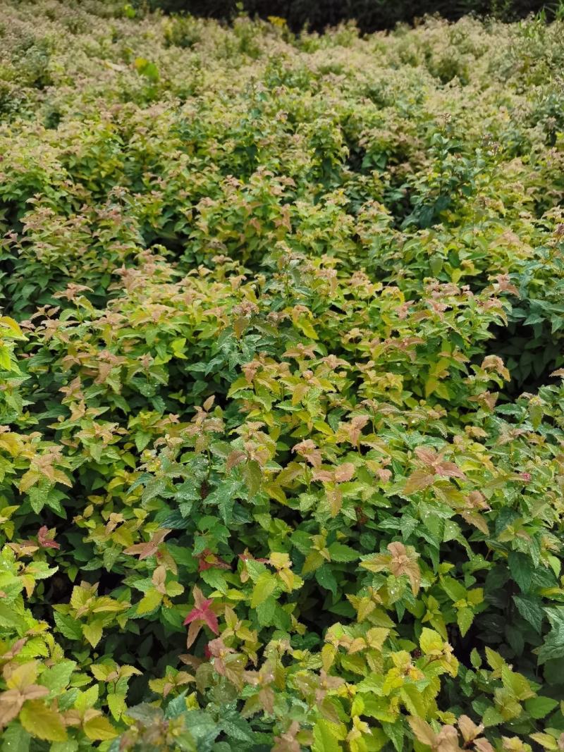 江苏沭阳直供优质柳叶绣线菊，粉花绣线菊，货源充足