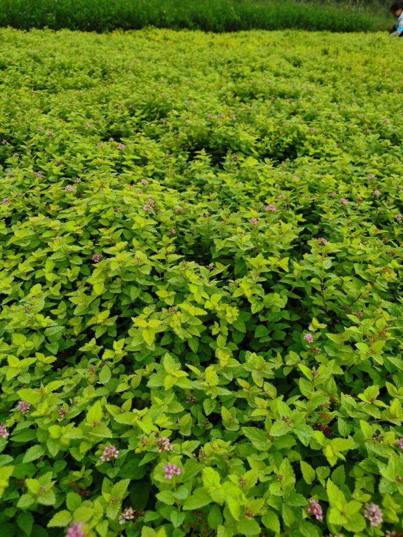 江苏沭阳直供优质柳叶绣线菊，粉花绣线菊，货源充足