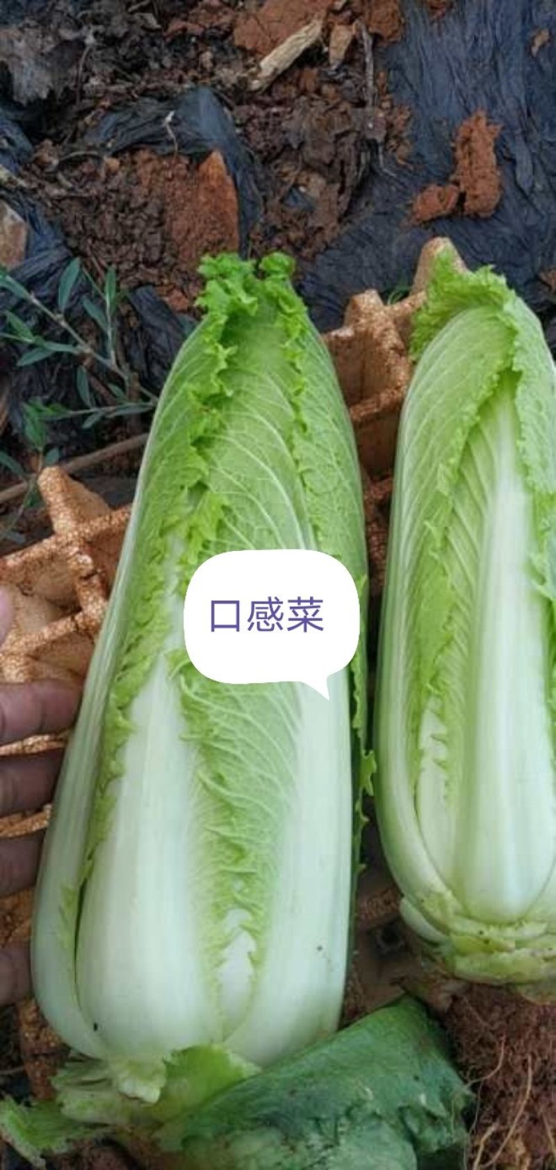 龙芽白菜种子龙牙菜龙芽菜口感白菜绍菜