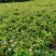 江苏沭阳直供优质柳叶绣线菊，粉花绣线菊，货源充足
