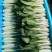 小白菜，精品广白，广东小白菜，黑叶白，好品质好市场，