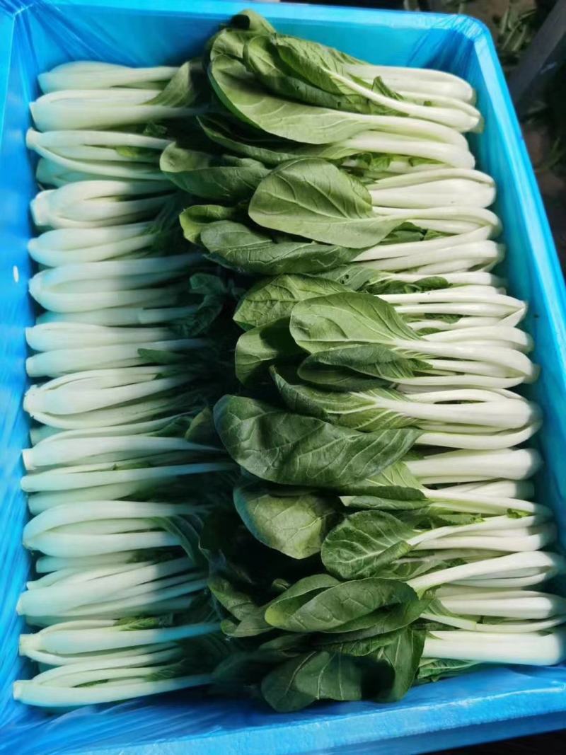 小白菜，精品广白，广东小白菜，黑叶白，好品质好市场，