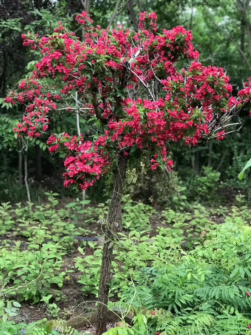 红王子锦带球/红王子锦带苗，丛生红王子锦带