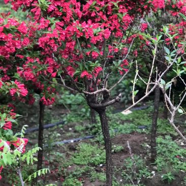 红王子锦带球/红王子锦带苗,丛生红王子锦带