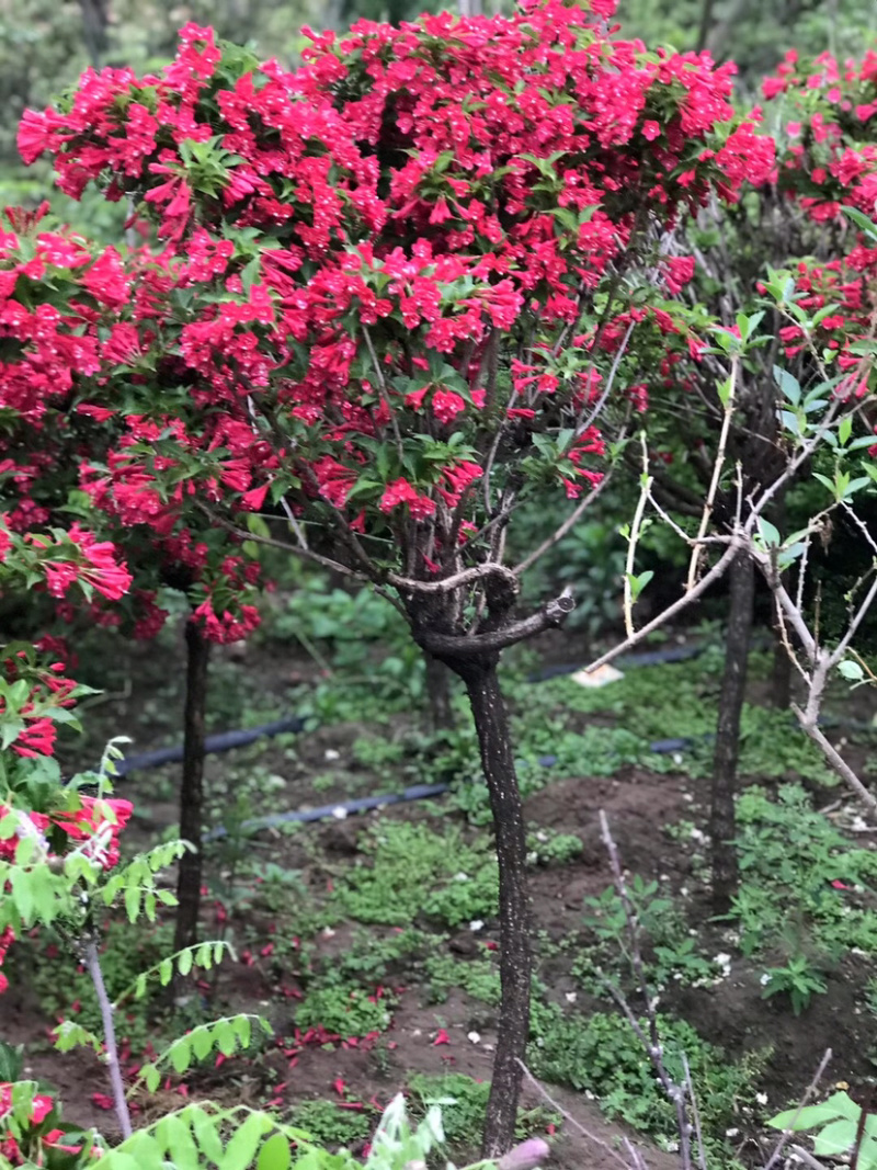 红王子锦带球/红王子锦带苗，丛生红王子锦带