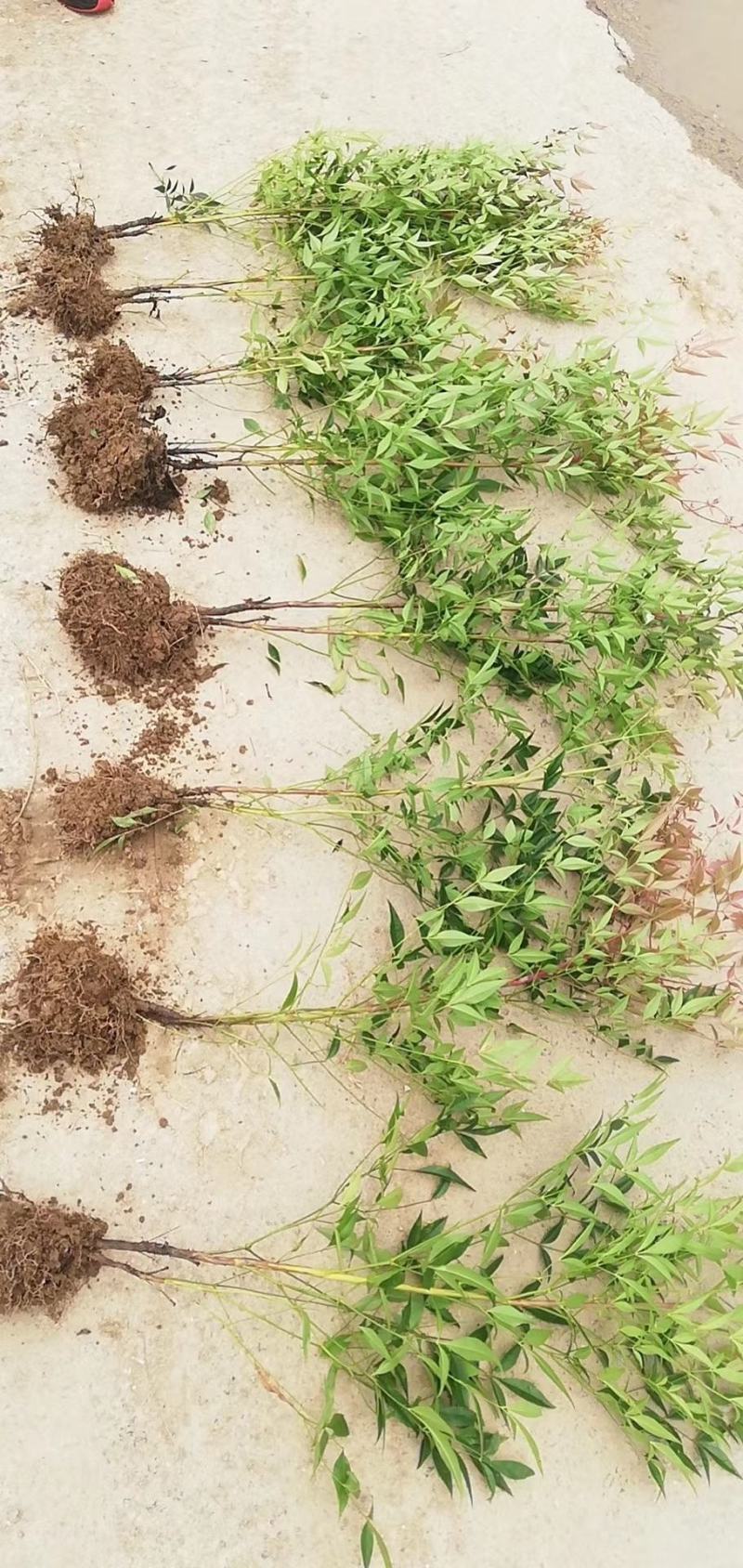 南天竹工程绿化苗南天竹