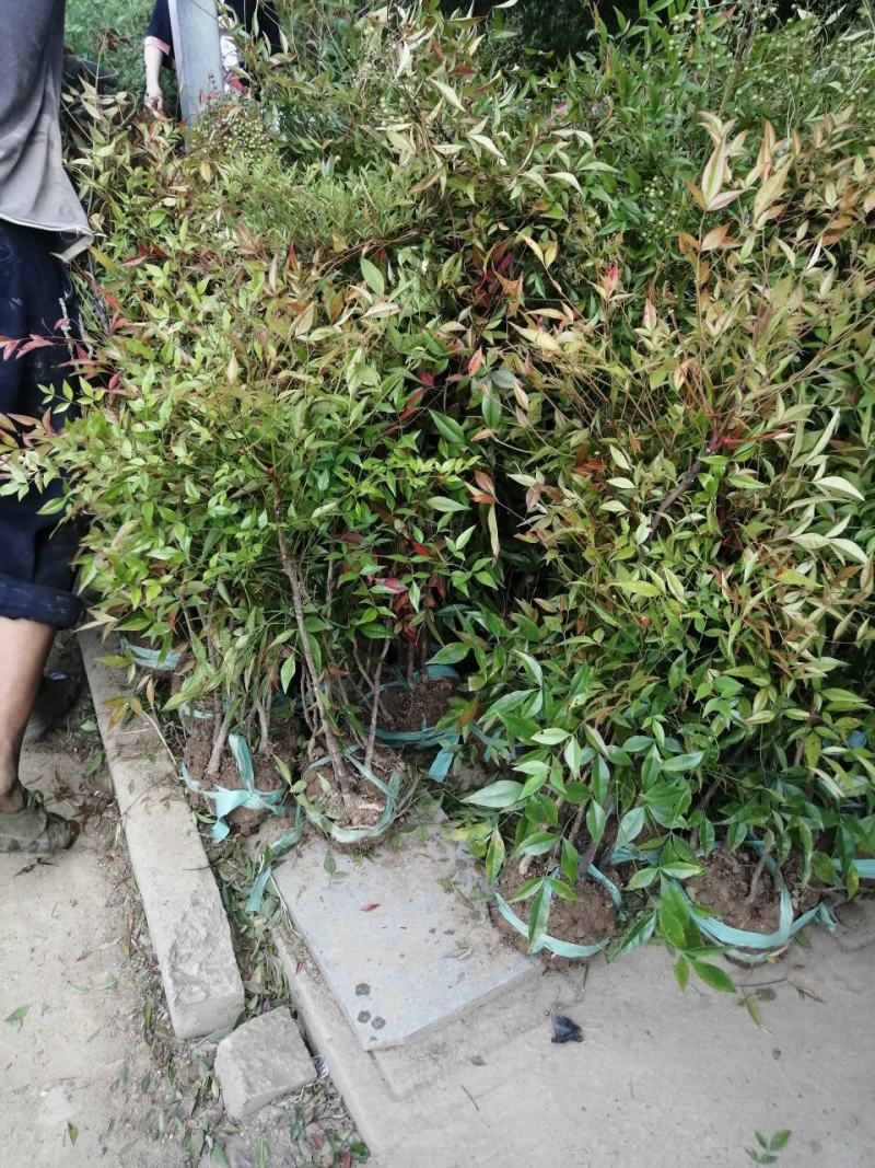 南天竹工程绿化苗南天竹