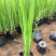 萱草,金娃娃萱草,大花萱草,红花萱草,黄花萱草