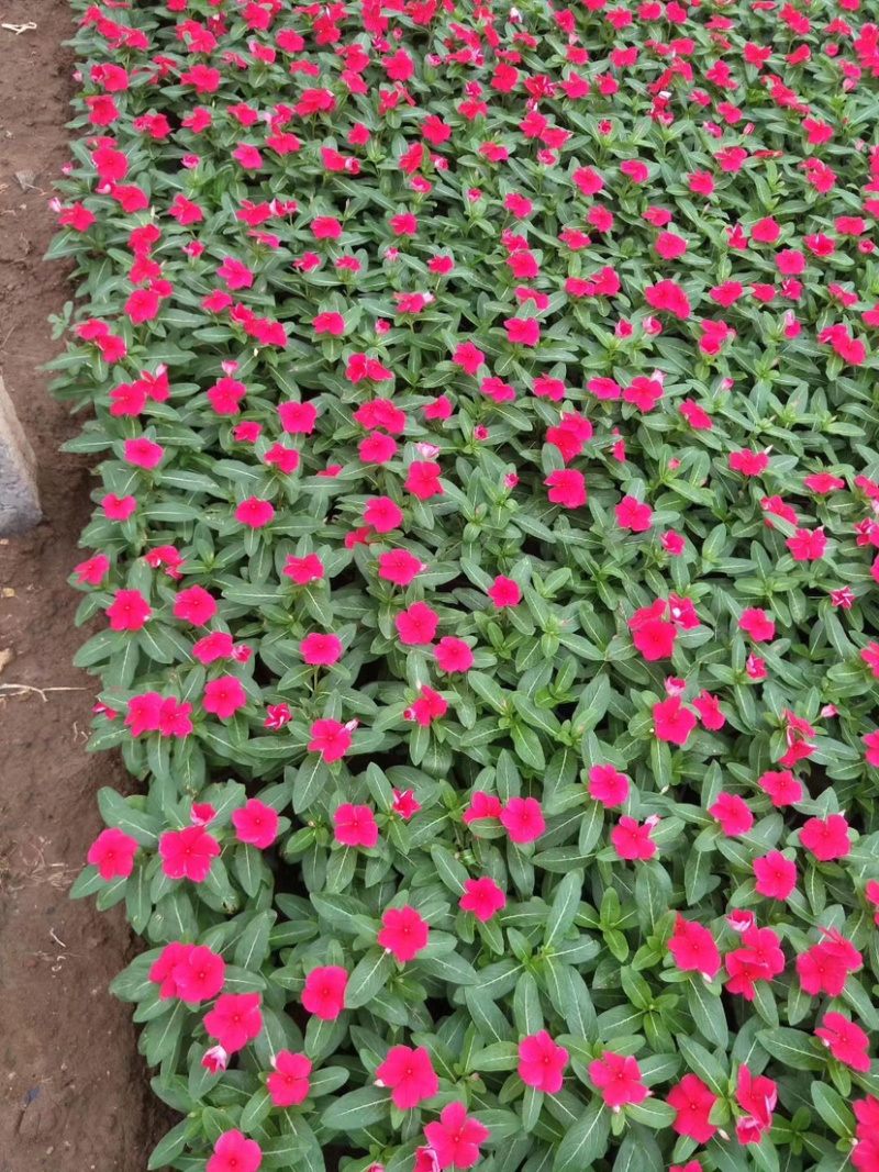 萱草，金娃娃萱草，大花萱草，红花萱草，黄花萱草