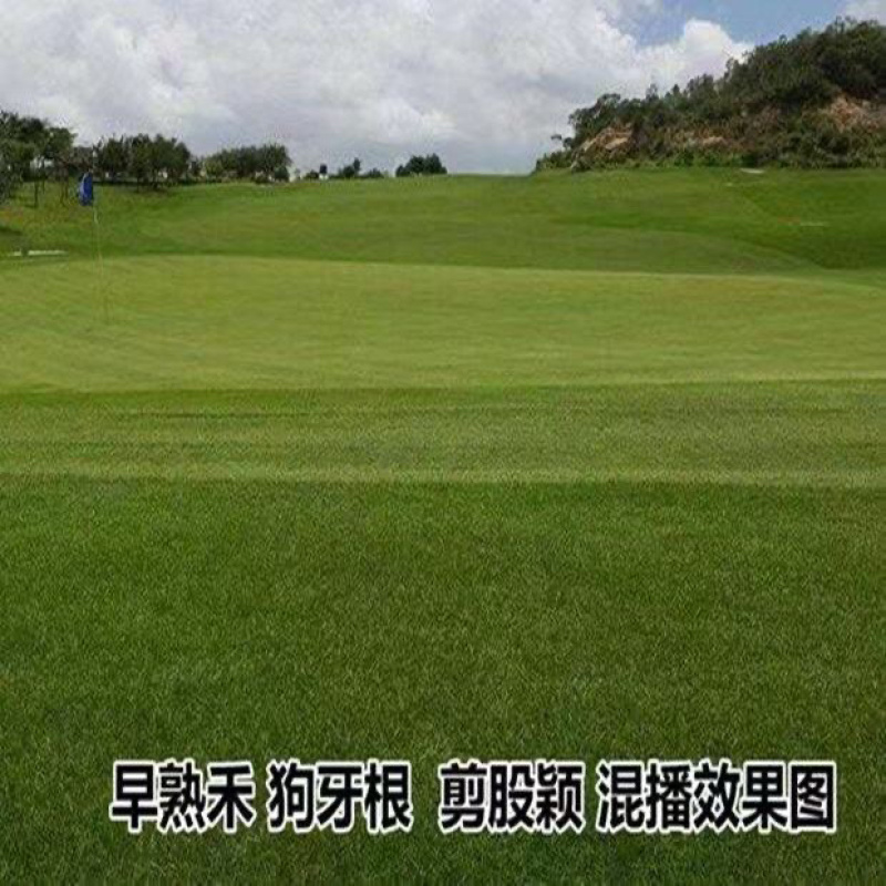 草坪草籽早熟禾耐寒耐旱绿化马尼拉黑麦草护坡草籽