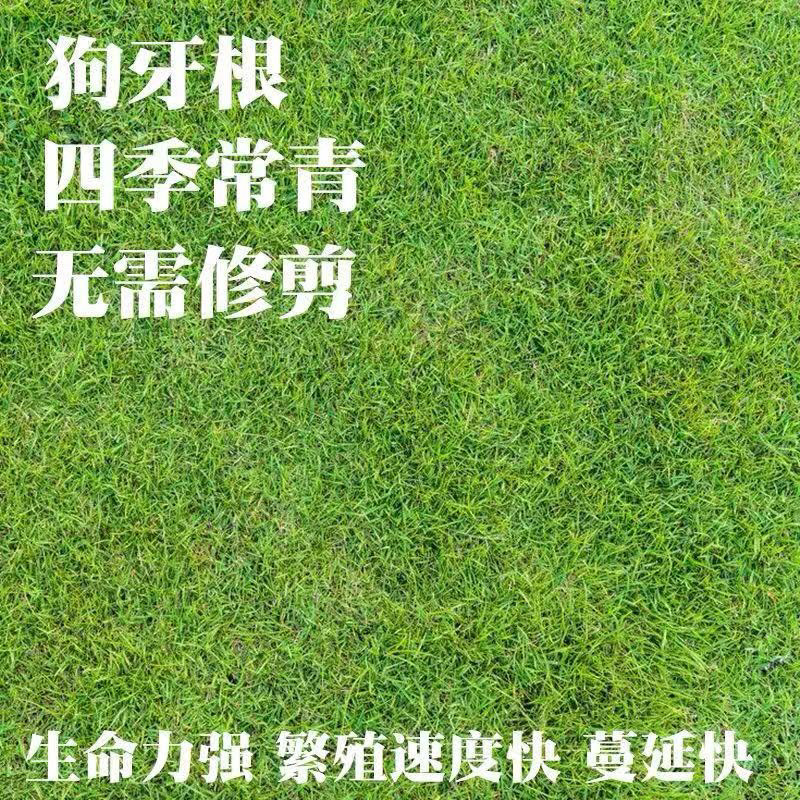 草坪草籽早熟禾耐寒耐旱绿化马尼拉黑麦草护坡草籽