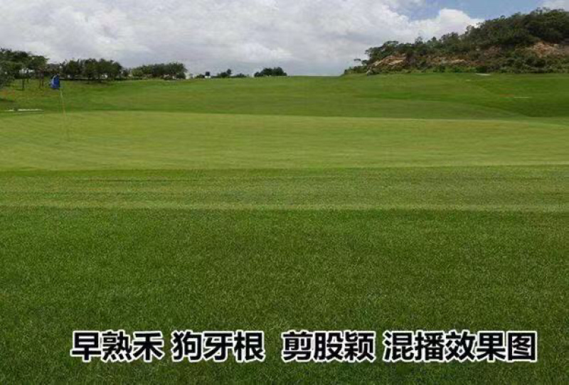草坪草籽早熟禾耐寒耐旱绿化马尼拉黑麦草护坡草籽