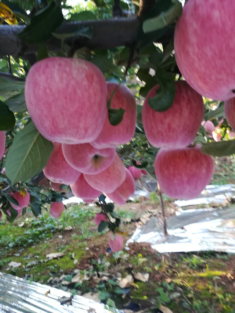 苹果