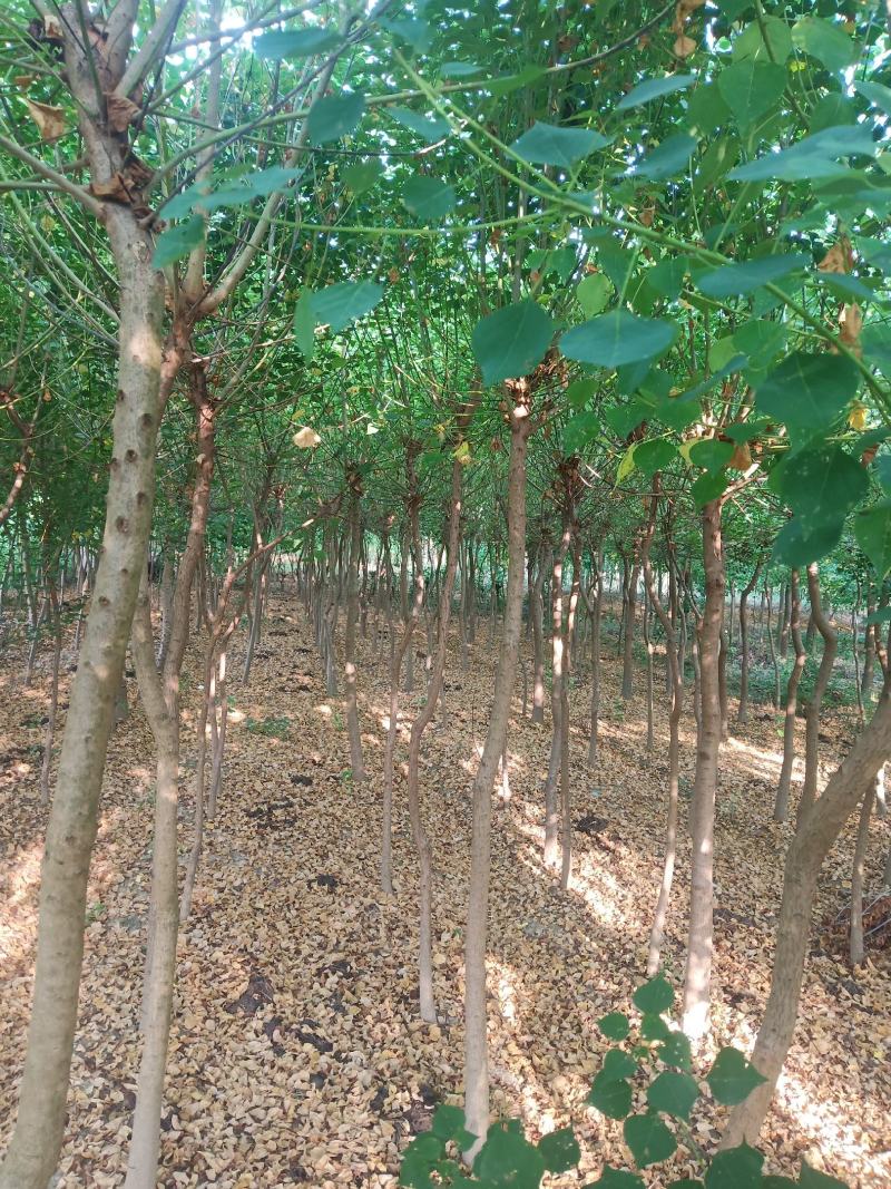 乌桕3-25公分，大量，另有小苗供应高度0.6-1.2米