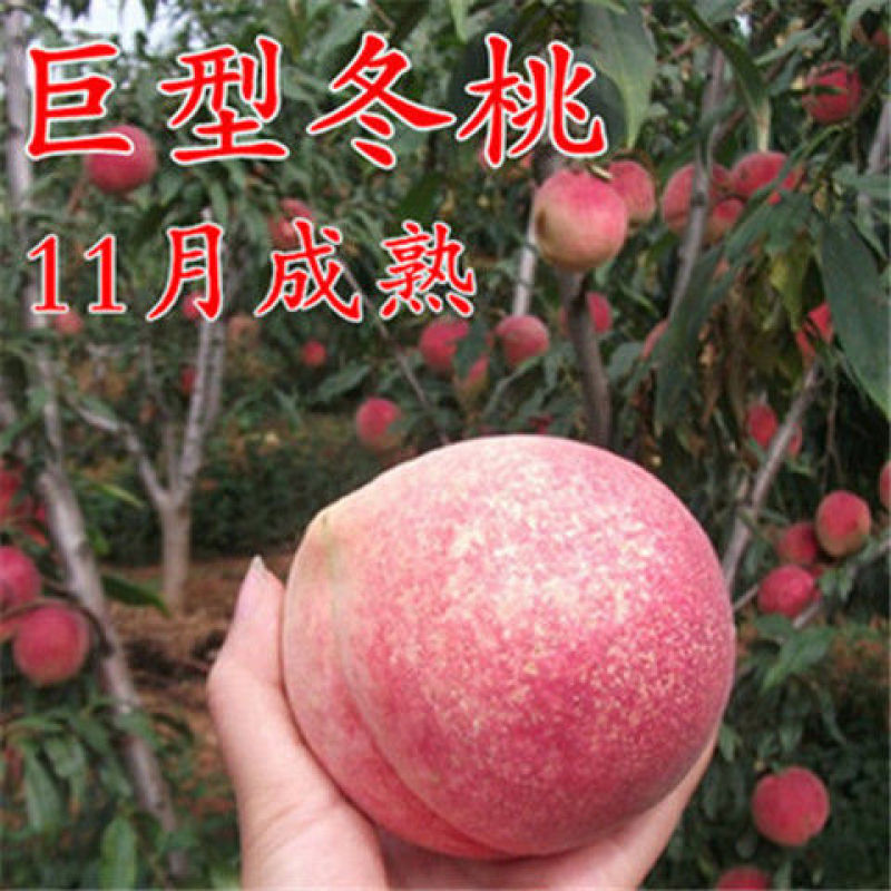 巨型冬桃树苗优质嫁接桃树苗适合各地种植基地直发现挖现发