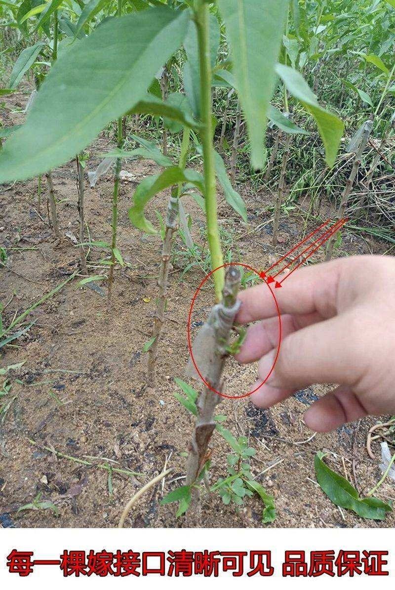 巨型冬桃树苗优质嫁接桃树苗适合各地种植基地直发现挖现发