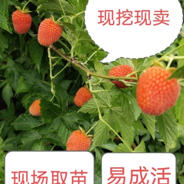 掌叶覆盆子苗七叶五叶树莓苗易成活易管理现挖现卖