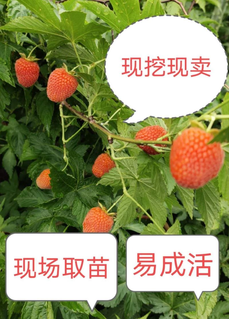 掌叶覆盆子苗七叶五叶树莓苗易成活易管理现挖现卖