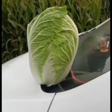 精品大白菜，量大欢迎新老朋友前来订购