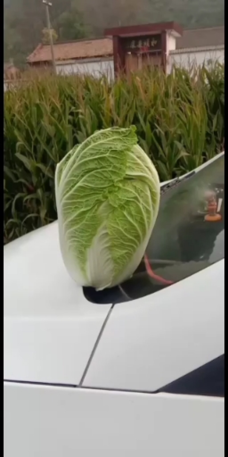 精品大白菜，量大欢迎新老朋友前来订购