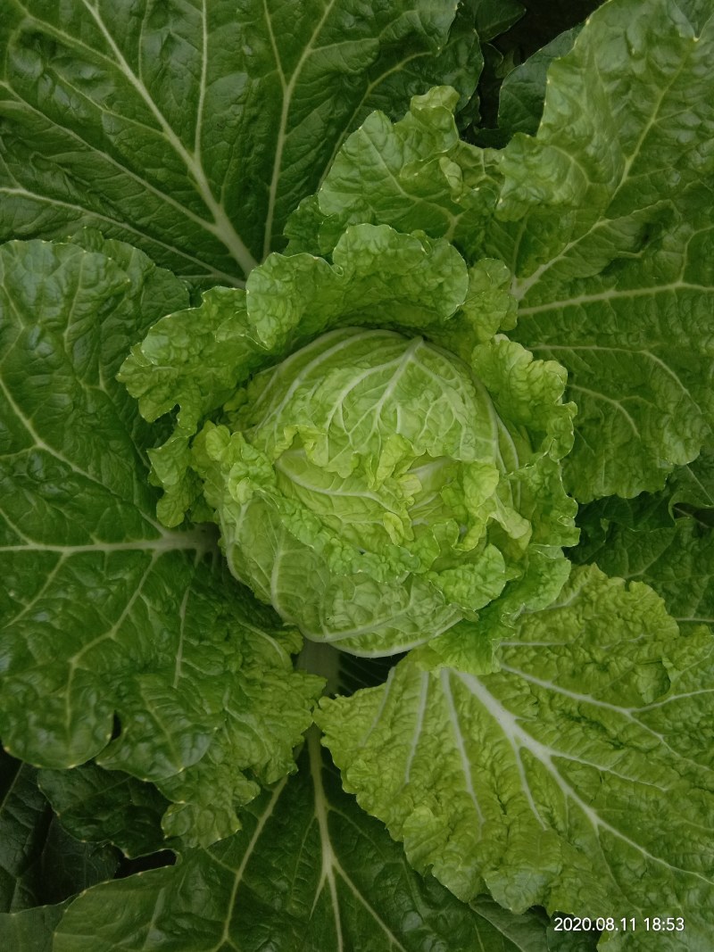 精品大白菜，量大欢迎新老朋友前来订购