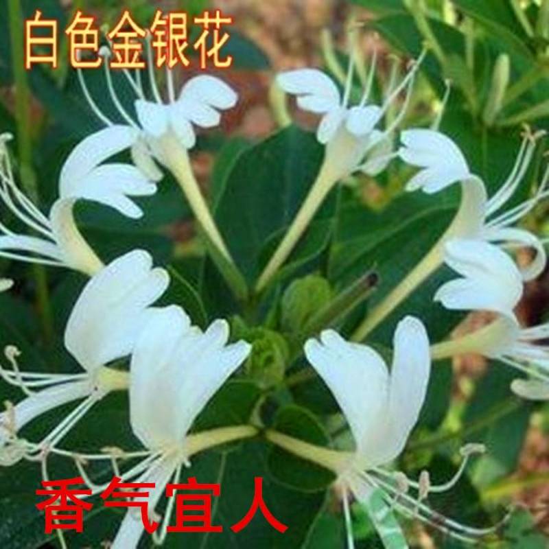金银花树苗四季金银花白黄红色金银花沂蒙九丰一号正品包邮