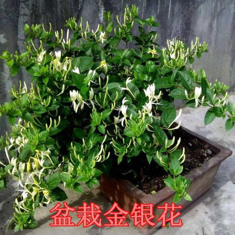 金银花树苗四季金银花白黄红色金银花沂蒙九丰一号正品包邮