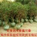 金银花树苗四季金银花白黄红色金银花沂蒙九丰一号正品包邮