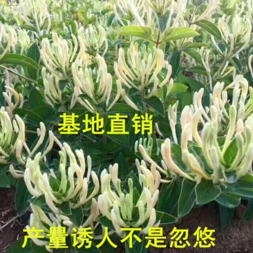金银花树苗四季金银花白黄红色金银花沂蒙九丰一号正品包邮