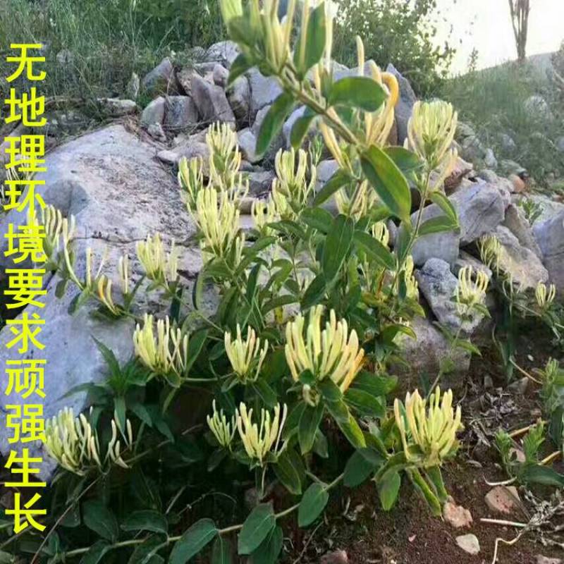 金银花树苗四季金银花白黄红色金银花沂蒙九丰一号正品包邮