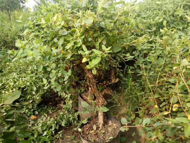 金银花树苗四季金银花白黄红色金银花沂蒙九丰一号正品包邮