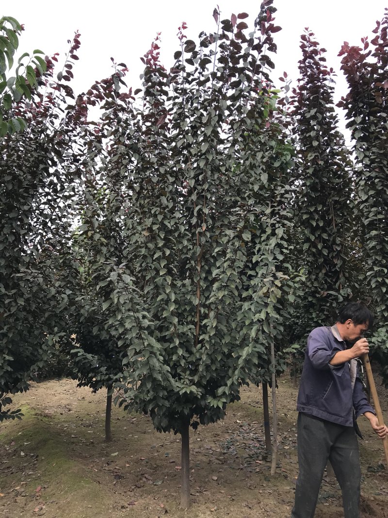 紫叶李6-12公分，自家苗圃货源！一级树！