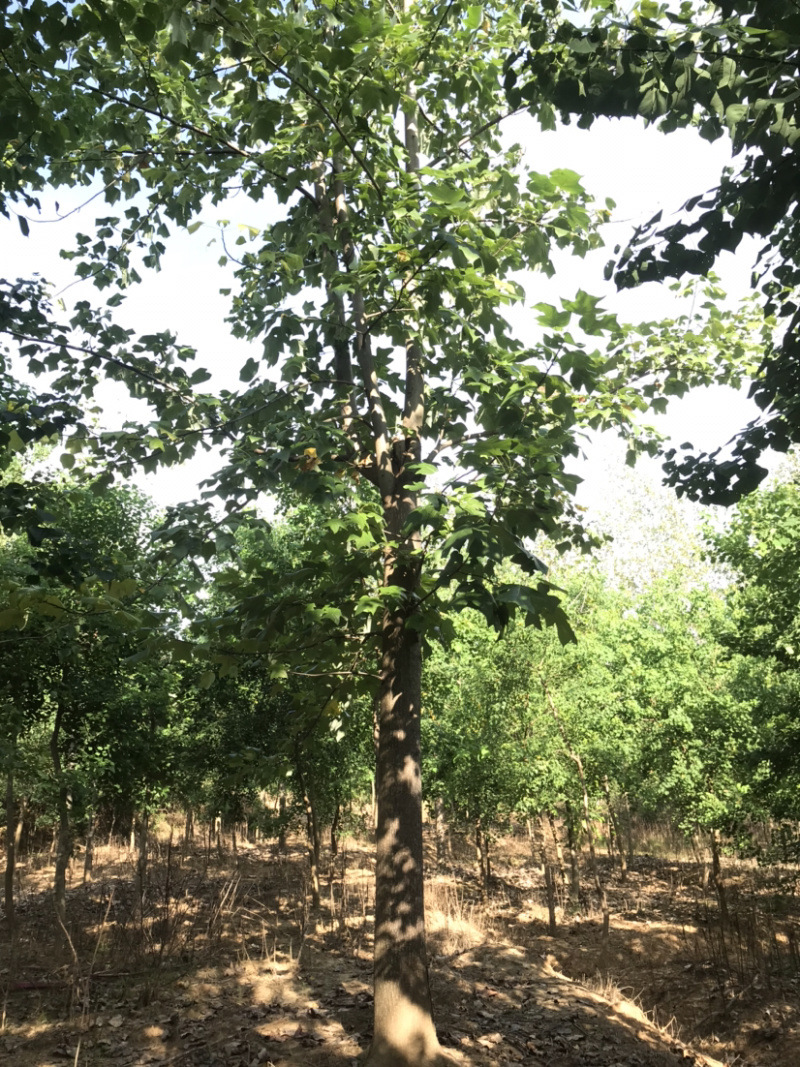 马褂木杂交鹅掌楸截杆原生货，苗圃货量大从优