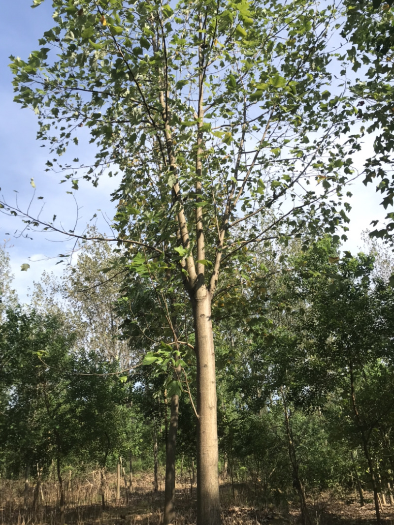 马褂木杂交鹅掌楸截杆原生货，苗圃货量大从优