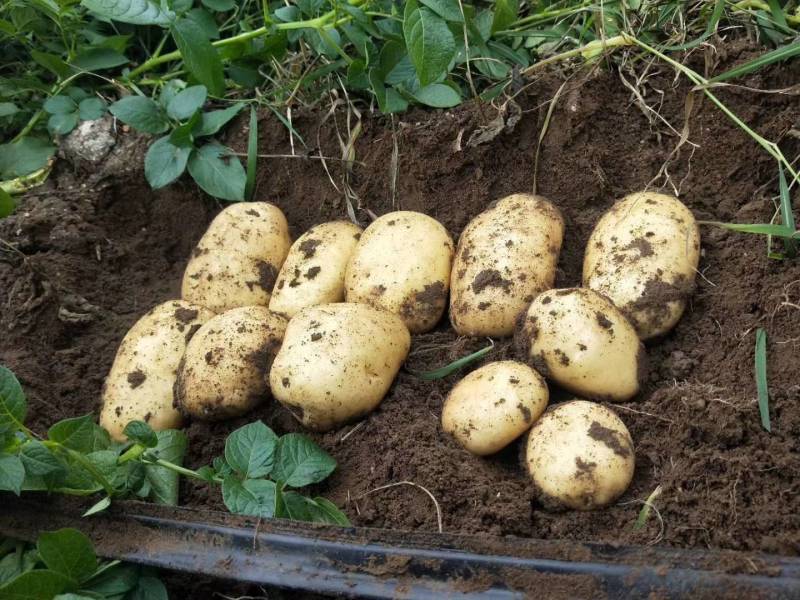 土豆中国马铃薯之乡围场土豆专业合作社按需分检诚信经营