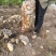 土豆中国马铃薯之乡围场土豆专业合作社按需分检诚信经营