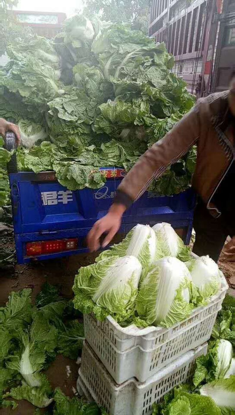 秦白二号大白菜上市了无虫害散装袋装质量相当好颜色绿中带白