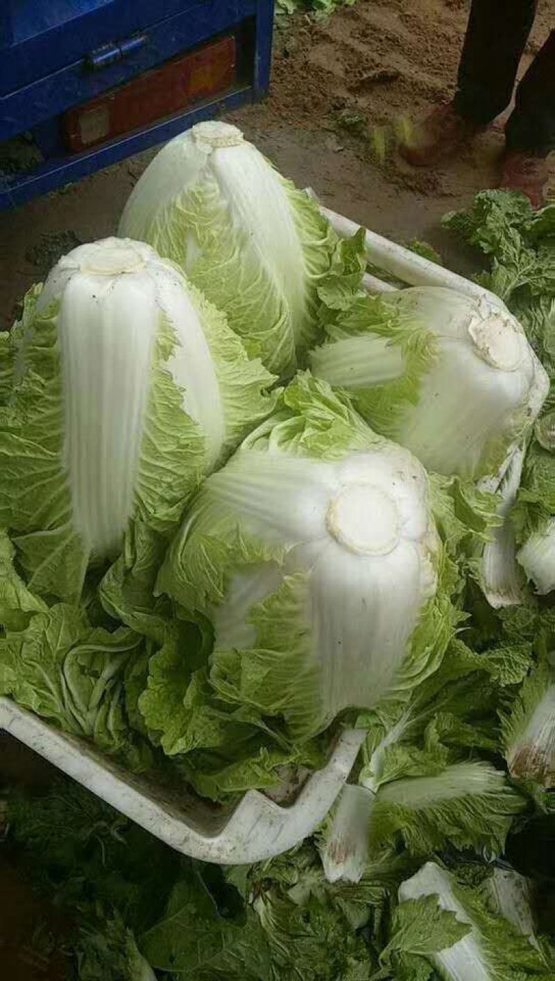 秦白二号大白菜上市了无虫害散装袋装质量相当好颜色绿中带白