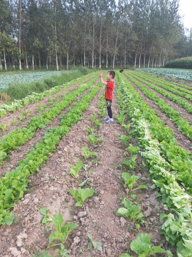 秦白二号大白菜上市了无虫害散装袋装质量相当好颜色绿中带白