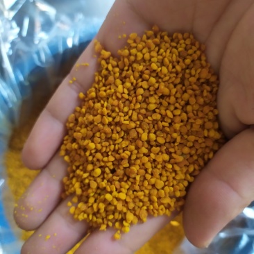 荷花粉