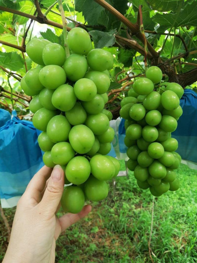 云南精品阳光玫瑰，支持代收，代发，化办