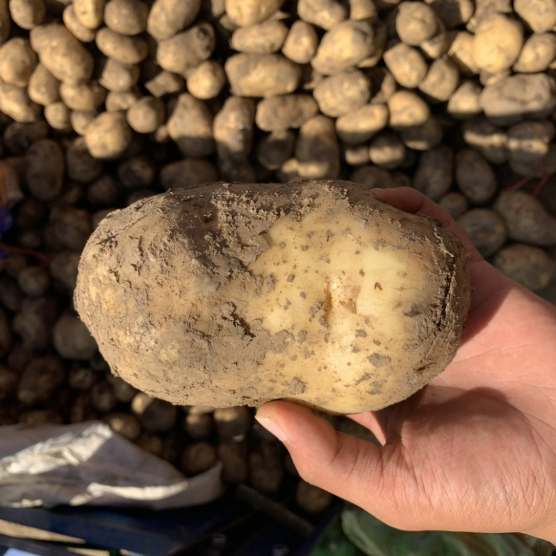 【超市专供】精品荷兰十五土豆量大从优邯郸地区